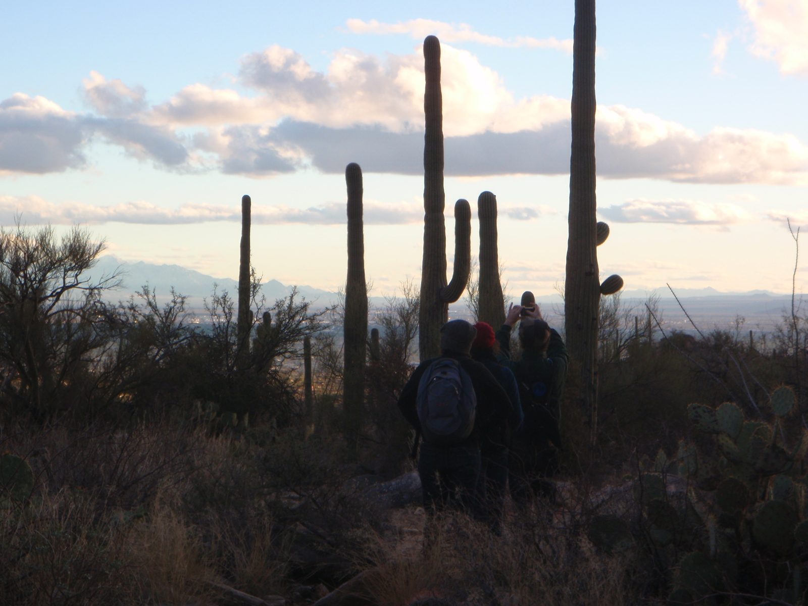 Peter taking a picture of a Saguaro.
