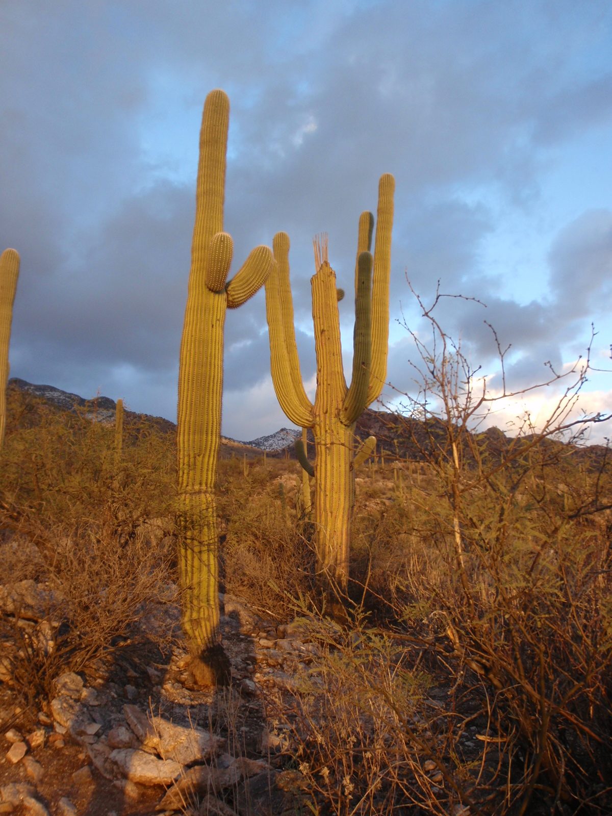 These cacti always end up looking like people to me. These ones are happy and cheering.