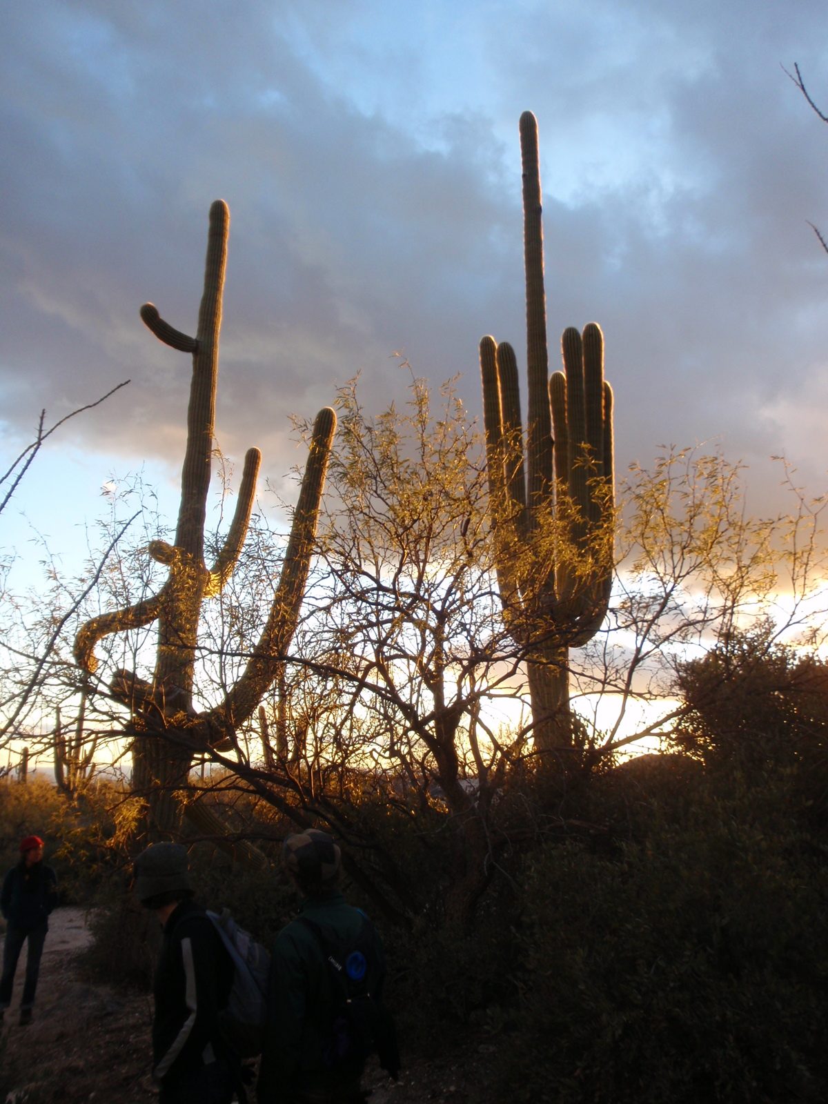 I really enjoyed the way the needles on the saguaros transmitted and refracted light which gave...