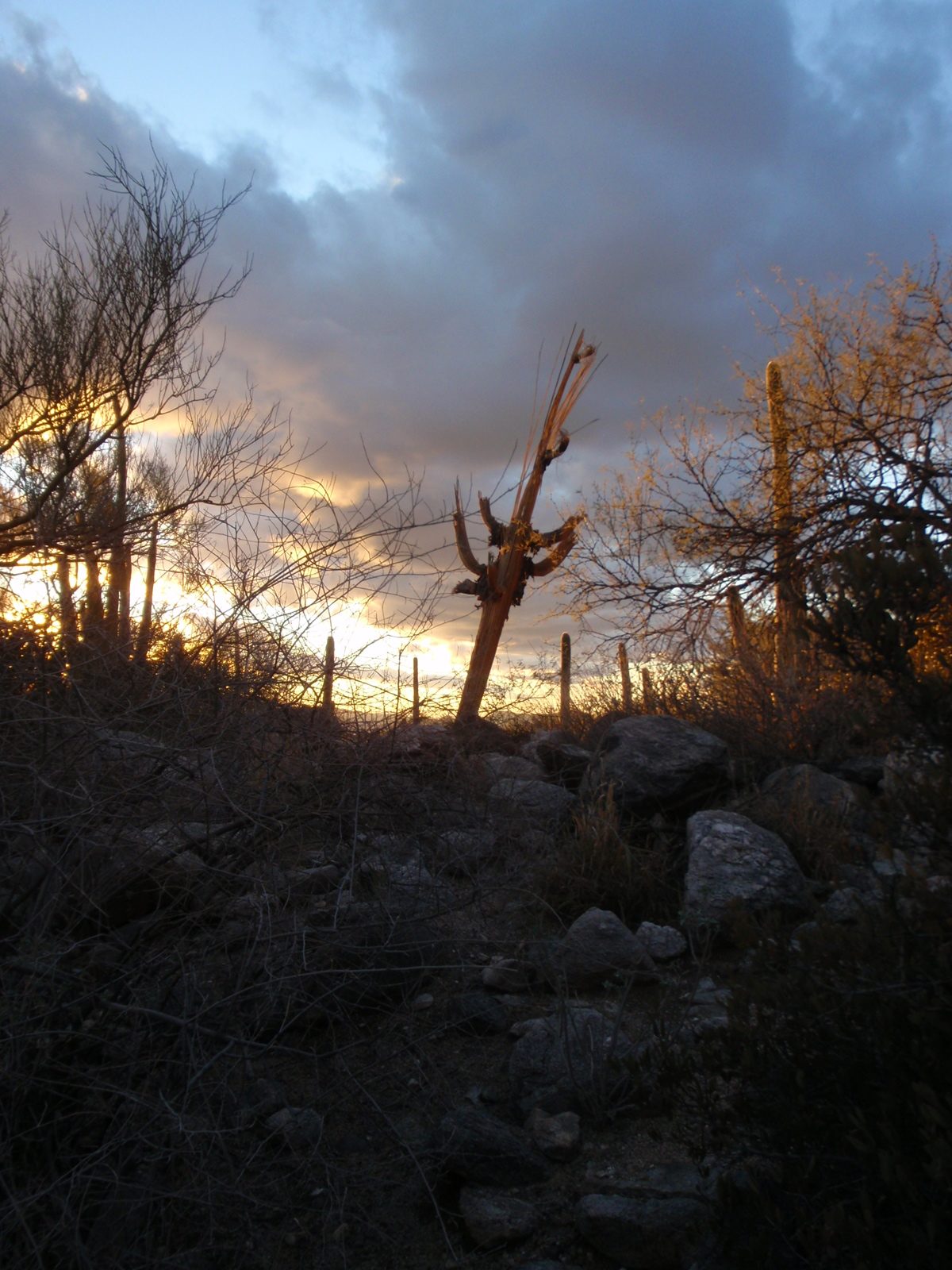 Ghost saguaro.
