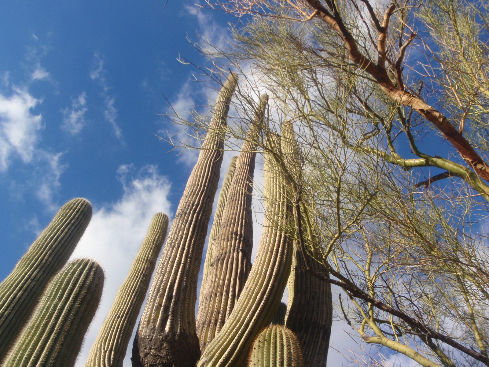 A large Saguaro and palo verde. In Sabino Canyon. Sadly since it had rained so much a bunch of...