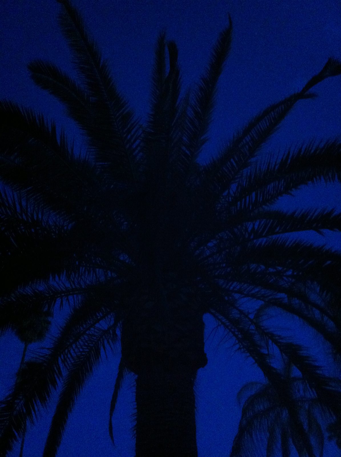 Palm tree at (the other) John's house.