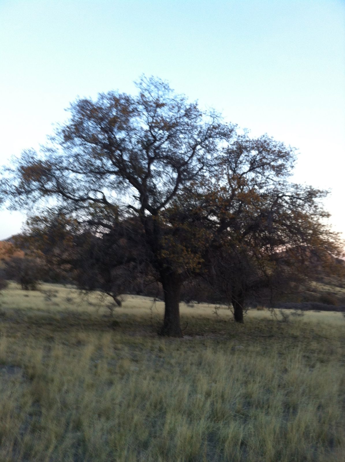 Tree.