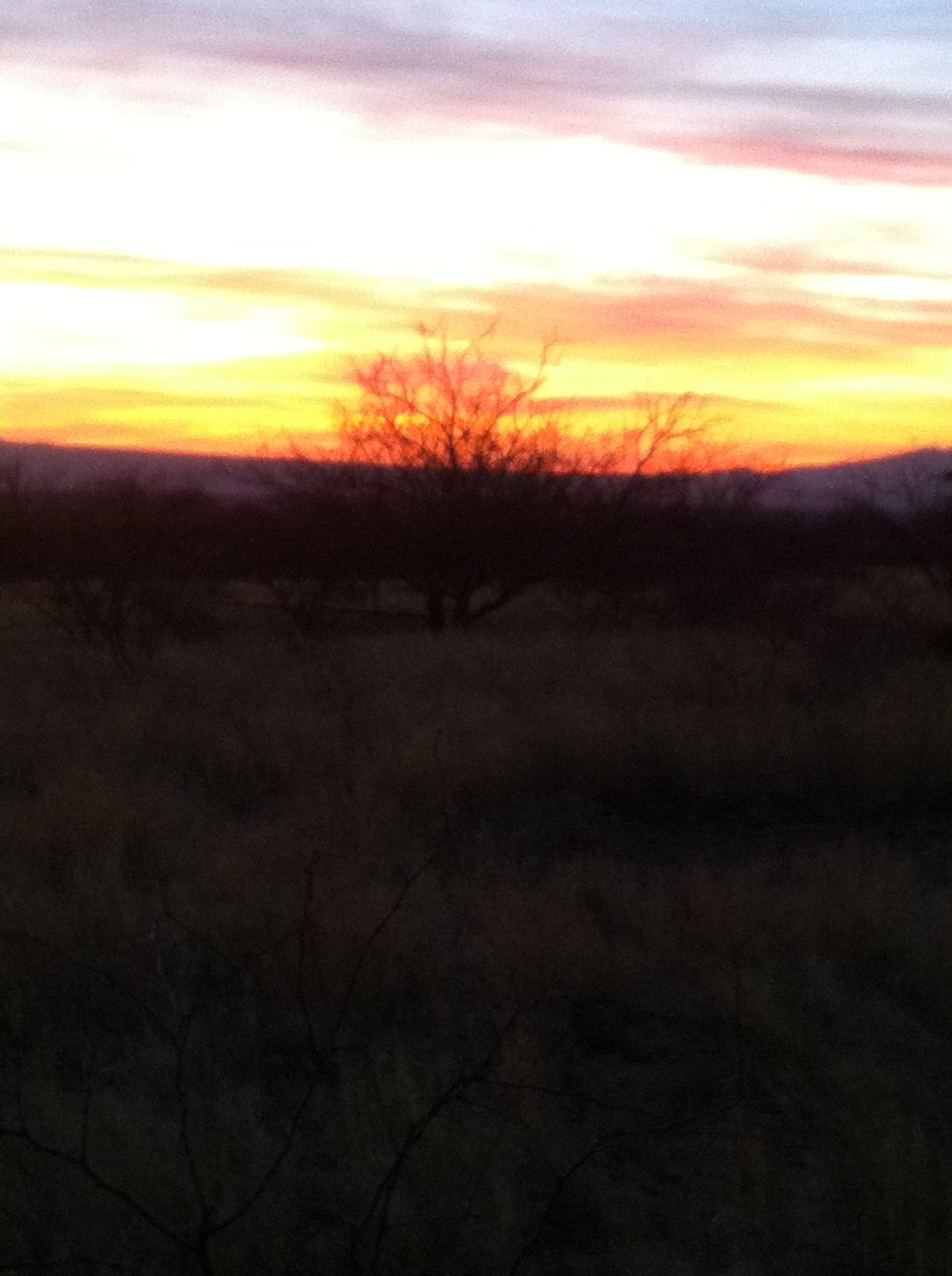 Tree + sunset.