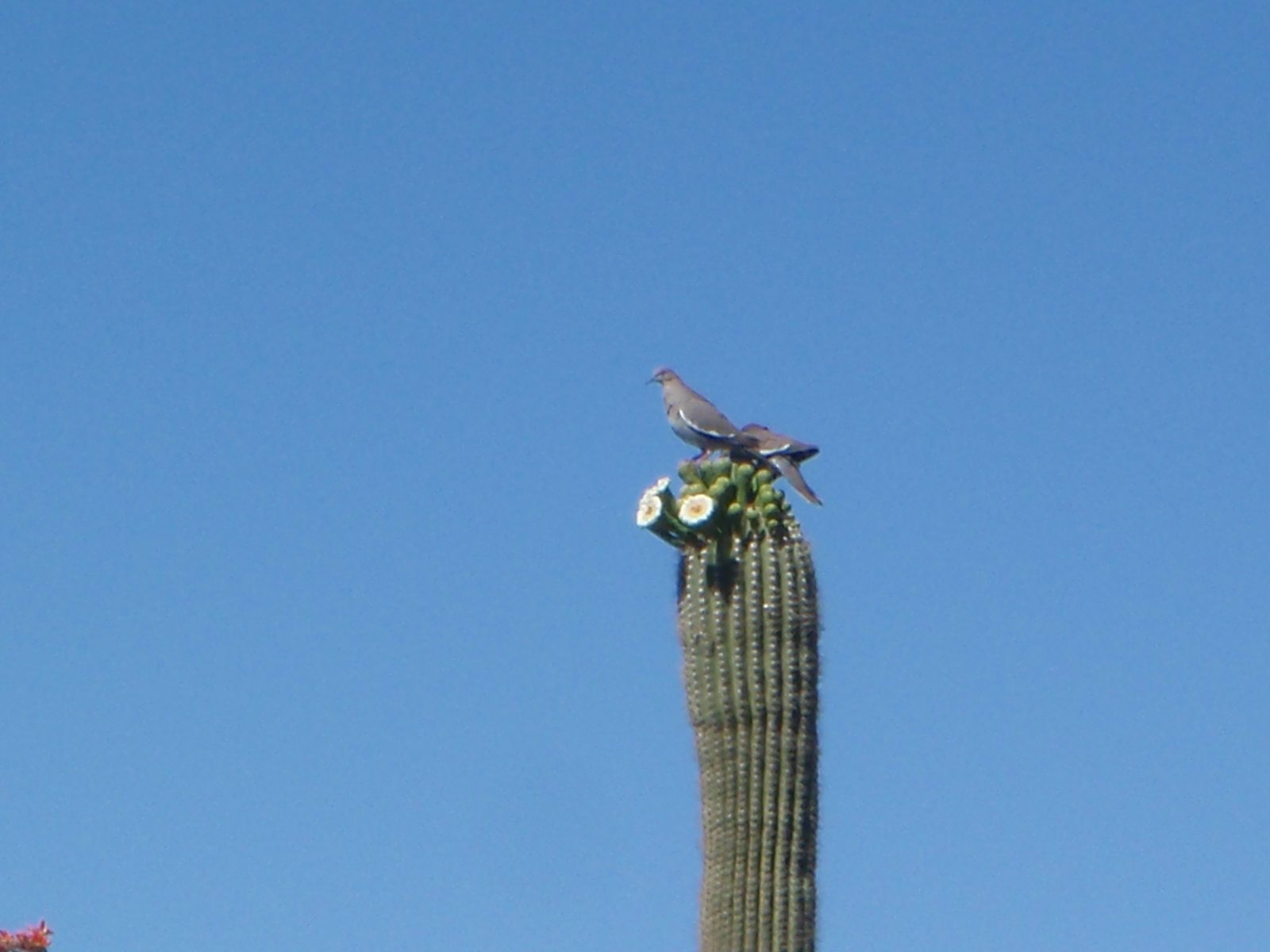 On Friday morning, I woke up and looked out the bedroom window to the west and saw these guys...