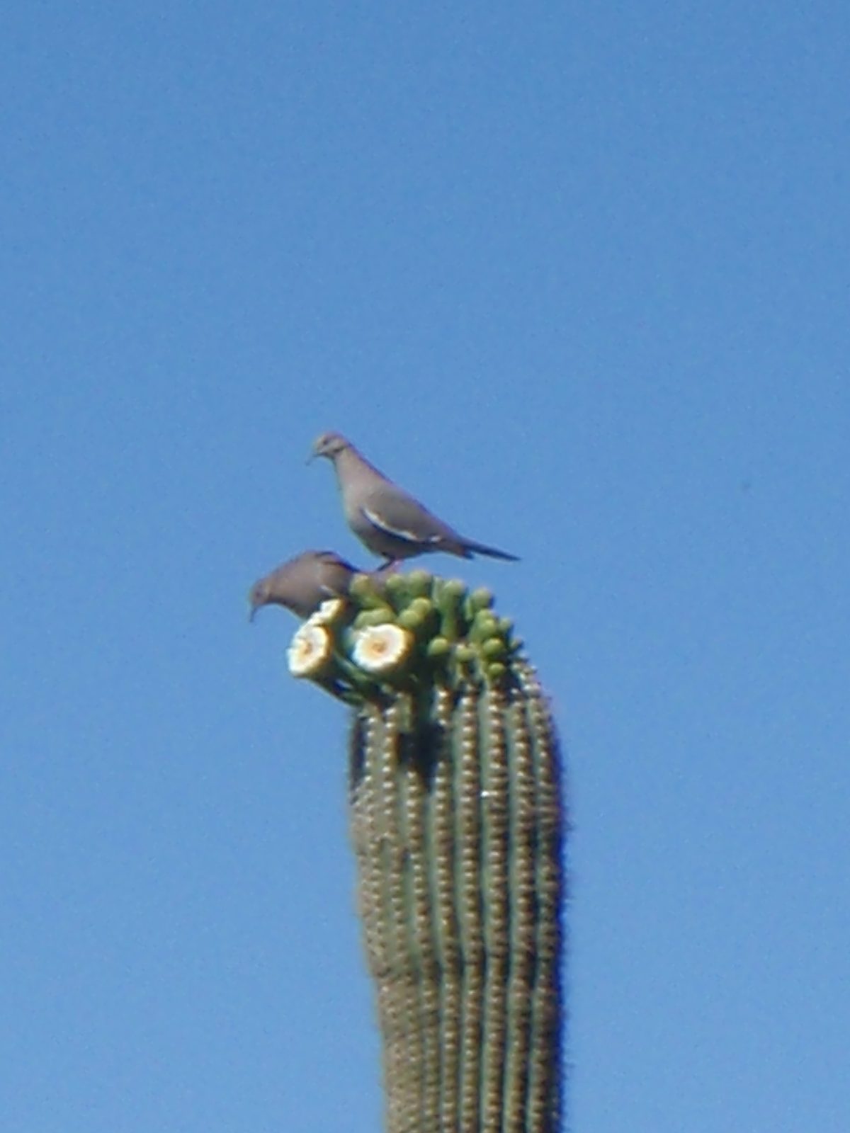 Another shot a little bit closer in. Blurriness is just the limitation of my sensor / lens. This...