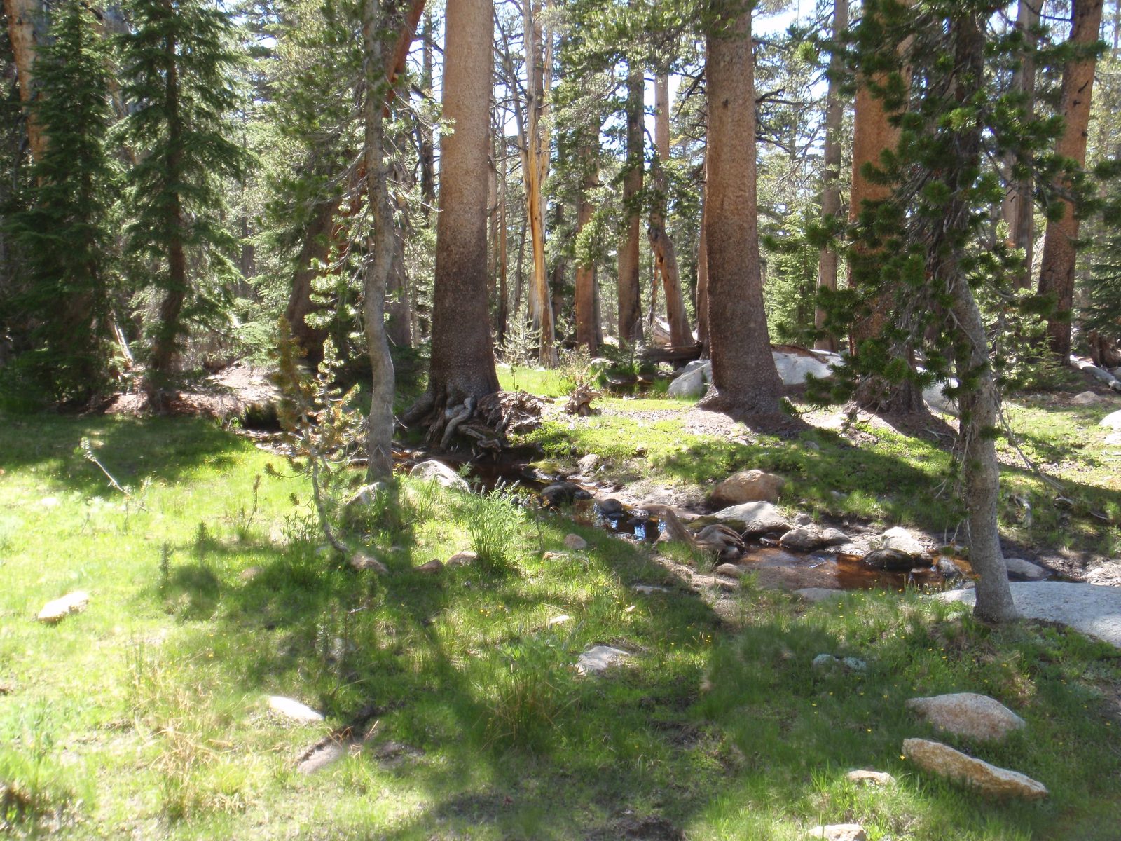 The high Sierra country was in prime season: glowing green meadows, burbling undercut alpine...