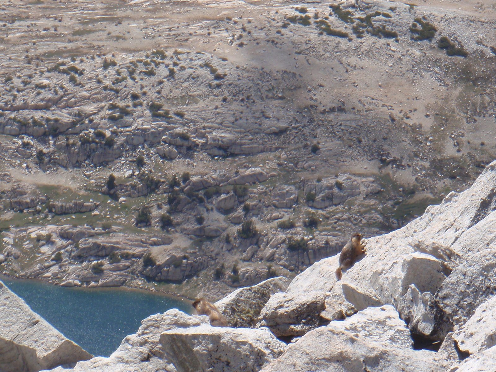 Believe it or not there were marmots up here on this 12,600 foot high pile of stone.