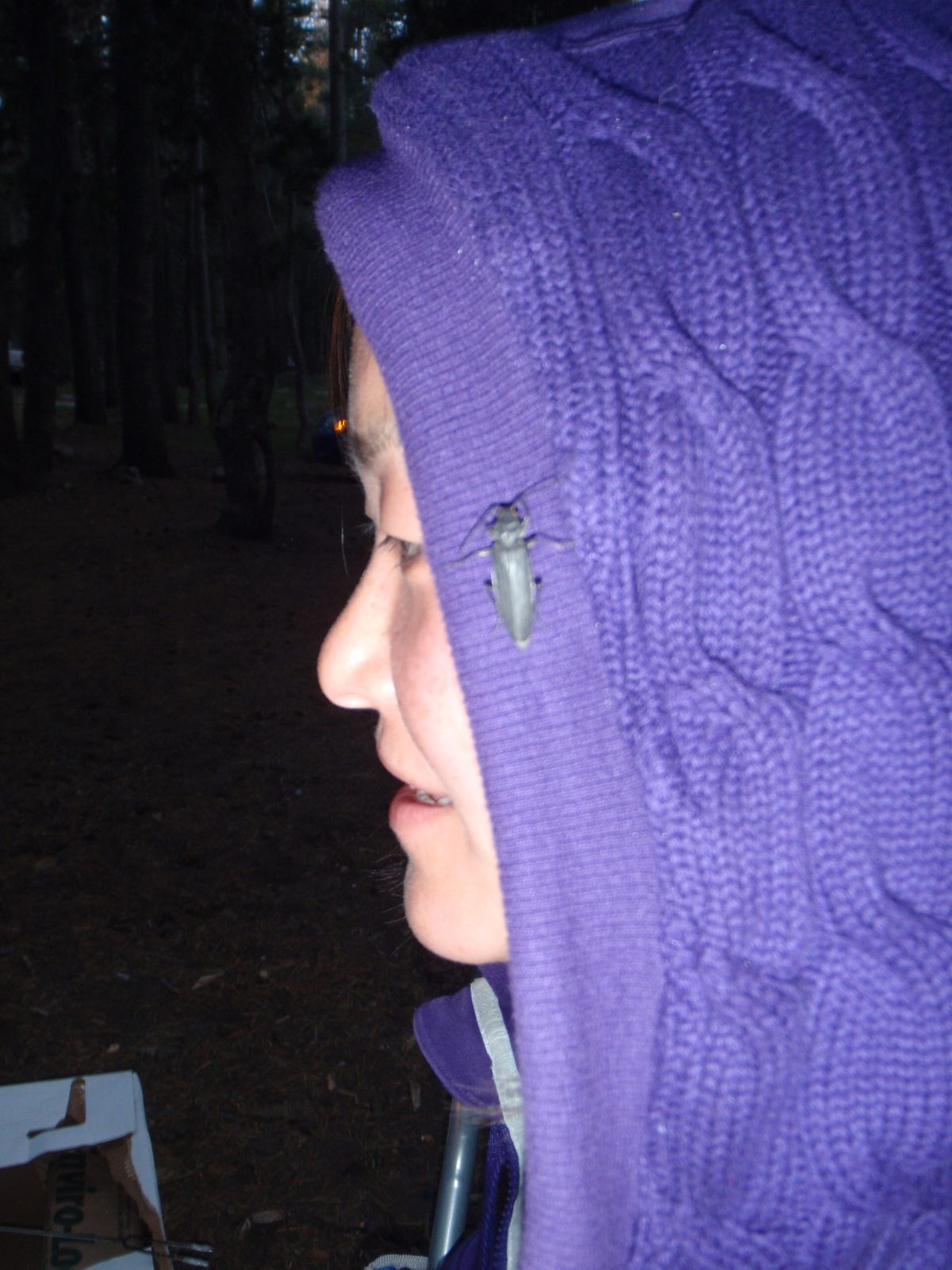 Monica made a friend in camp. (Tuolumne Meadows campground Tuesday night.)