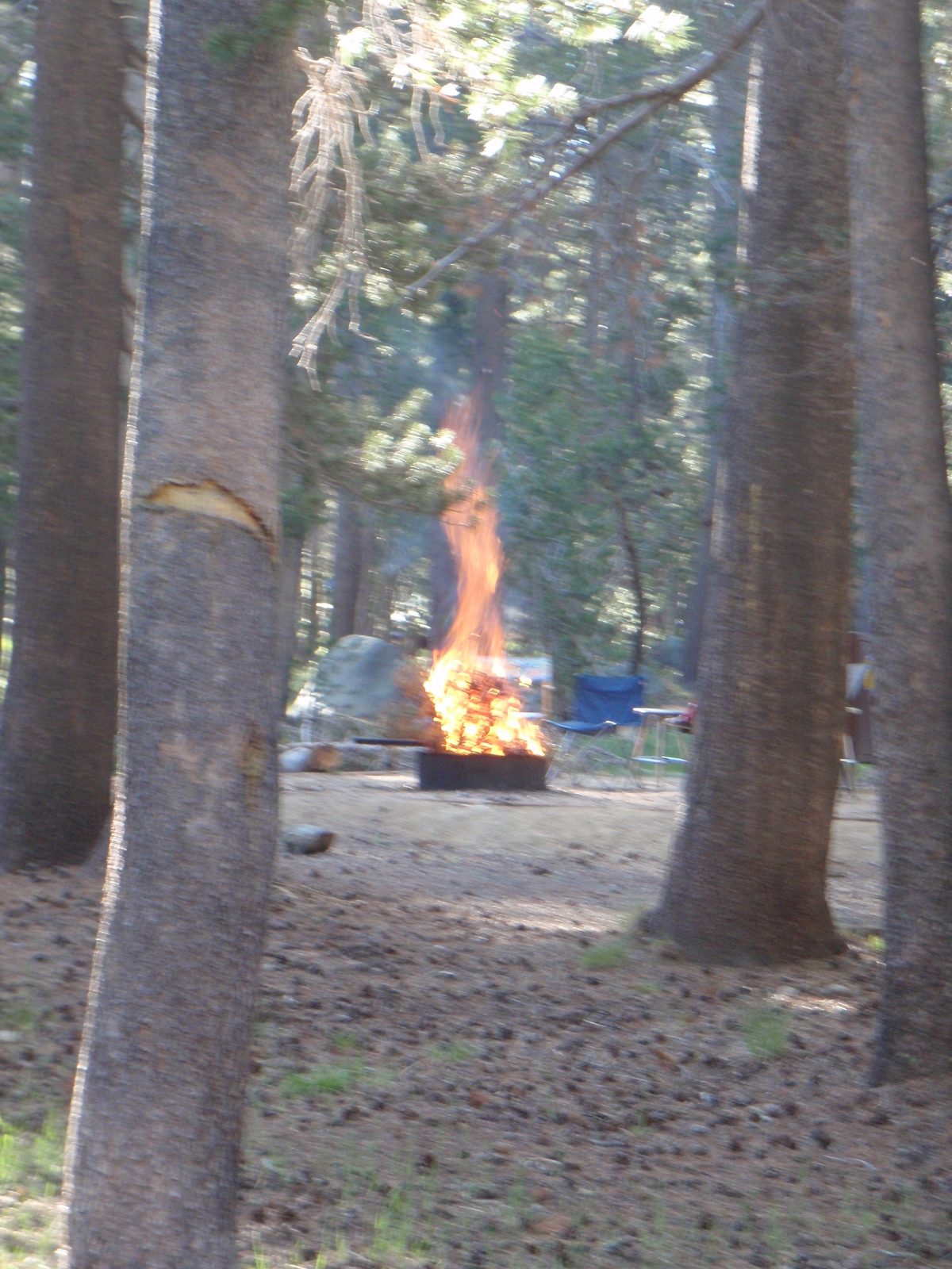 Our potentially psychotic and or drugged out neighbor campers who chopped down a tree and poured...