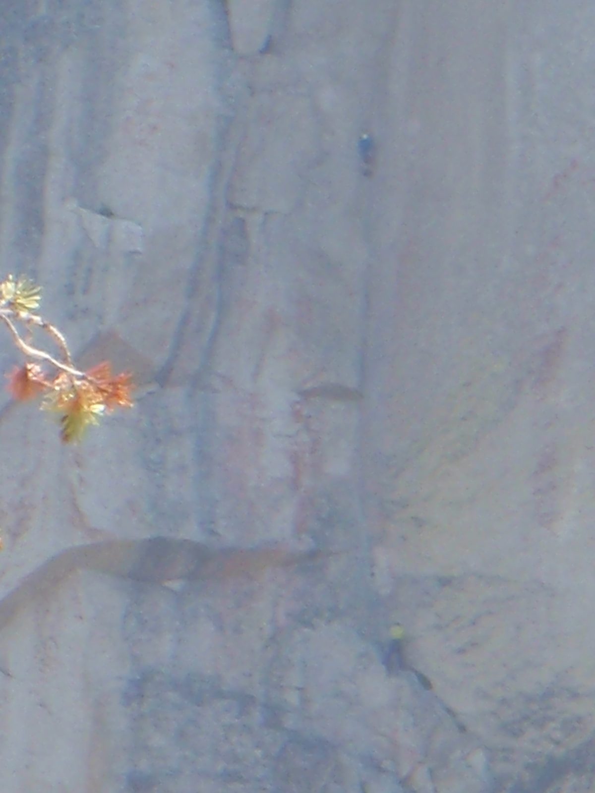 Closeup of climbers on OZ.