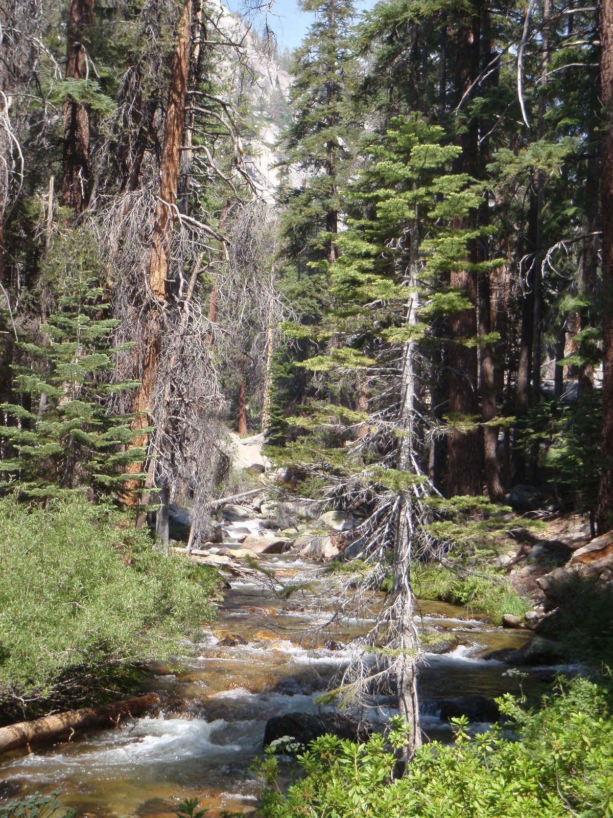Looking upstream on Lewis Creek.