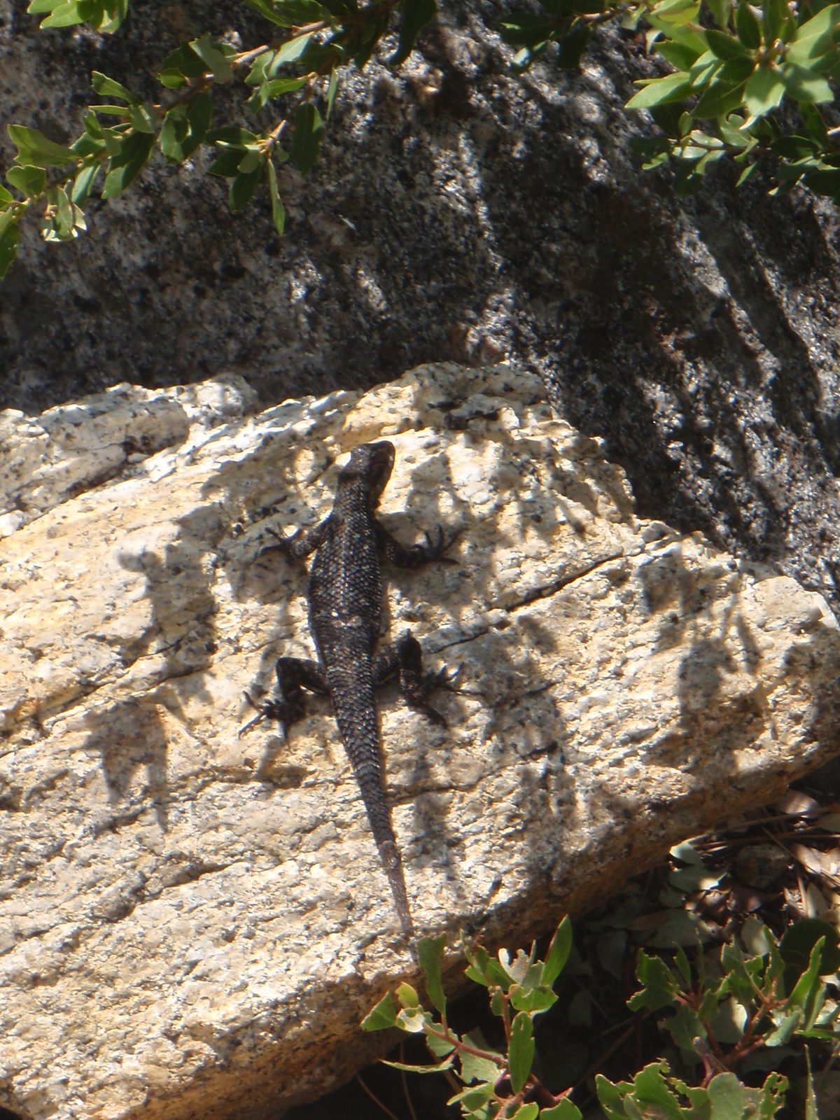 Lizard! We saw lots of these.