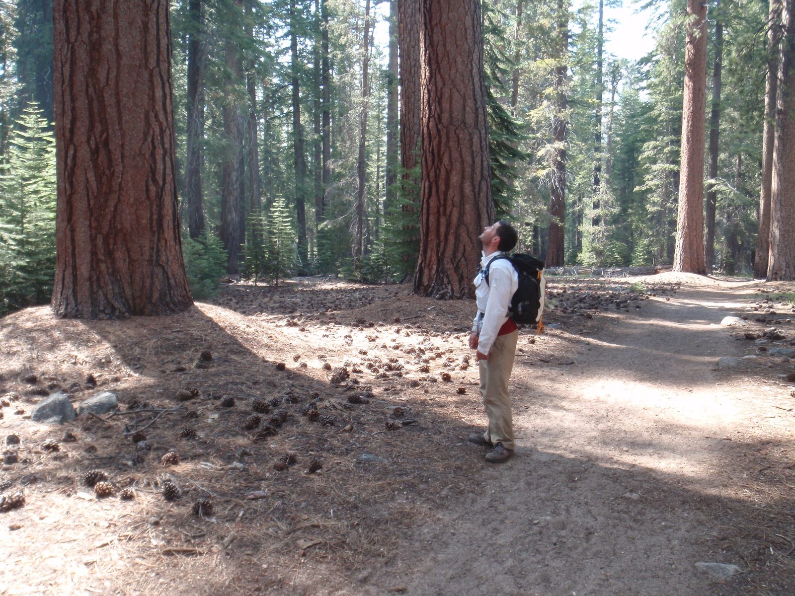 Jay looking at big trees. Many had to be over 200 feet tall.