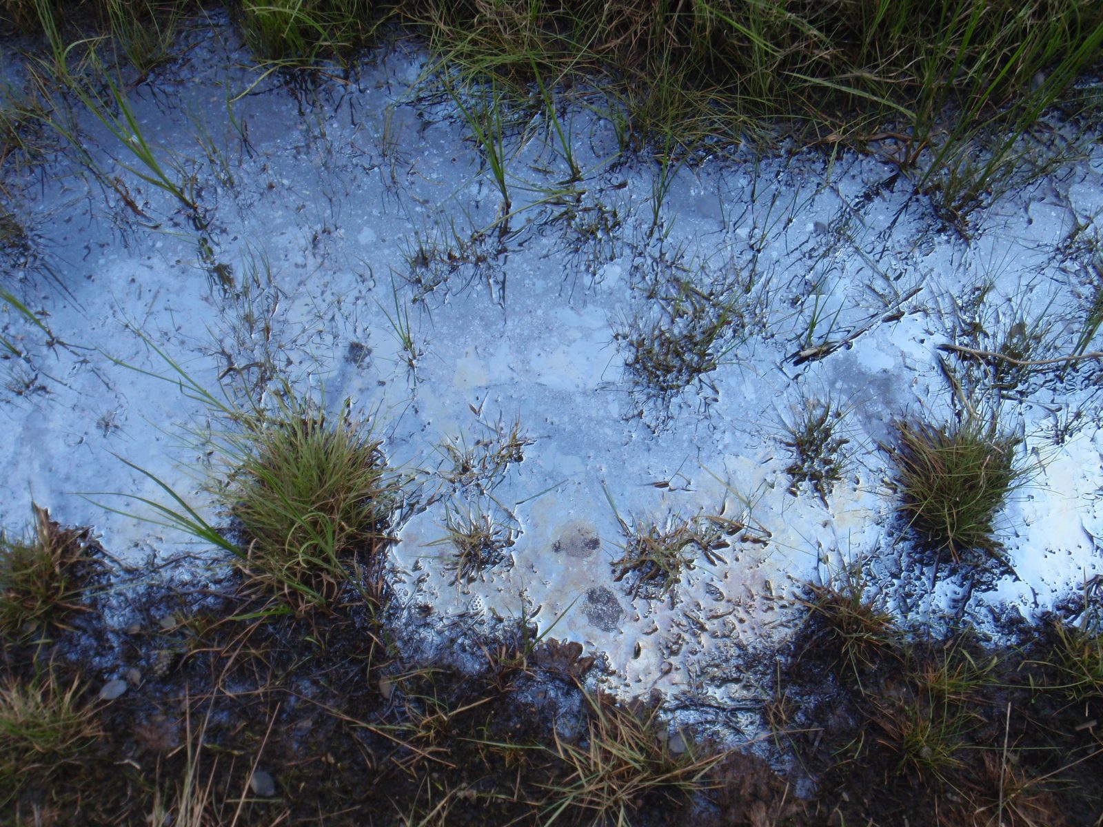 Weird oil slicks in Merced Lake.