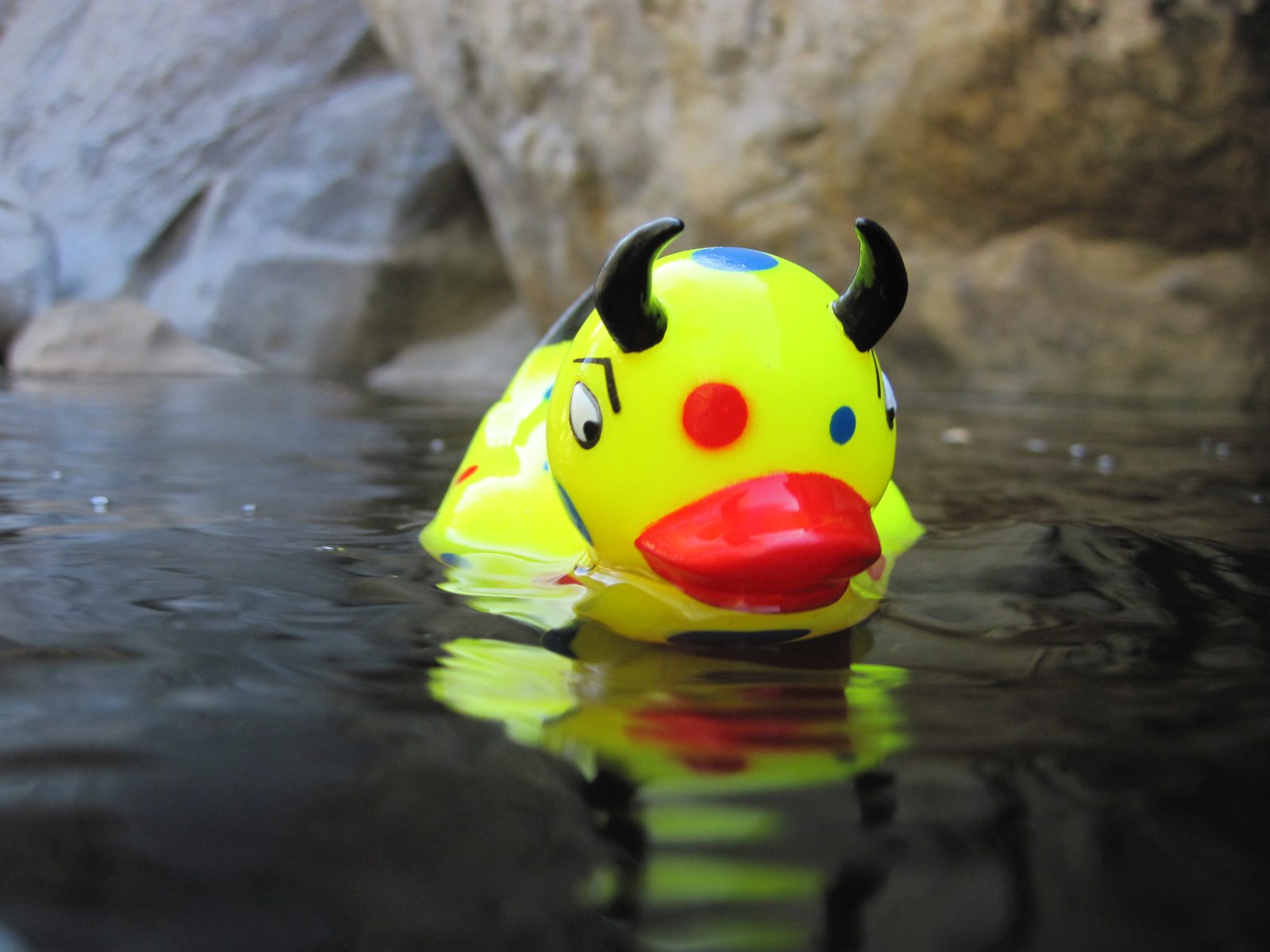 Rupert the duck.