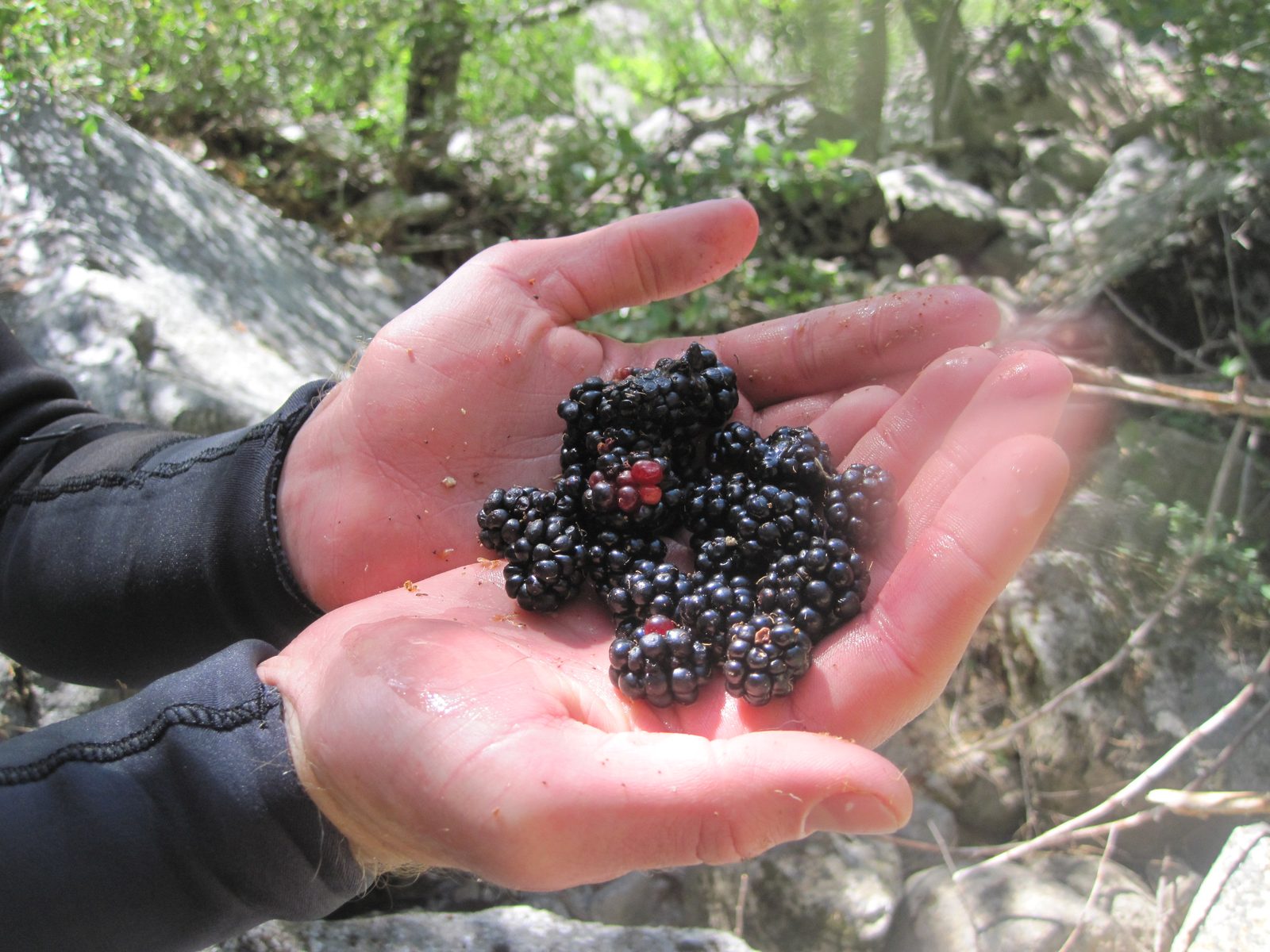 Ben's berries.