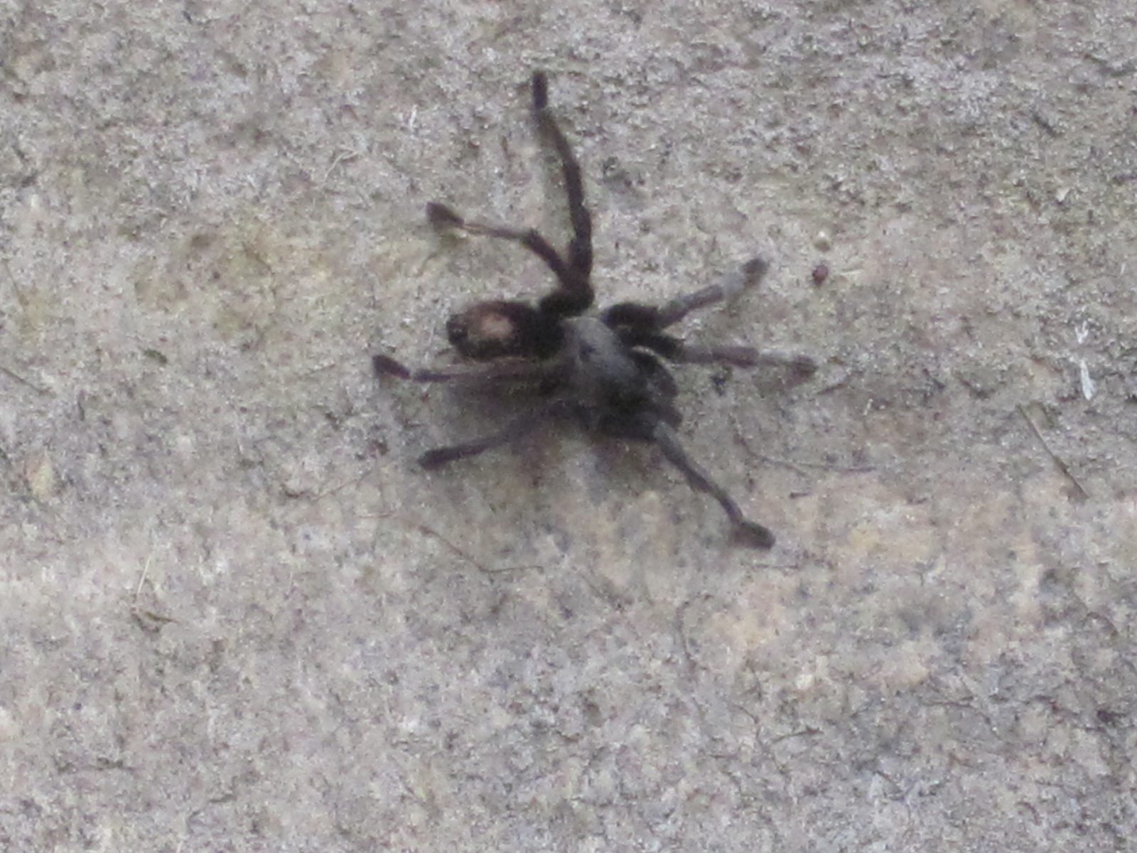 Zoomed in shot of Mr. Tarantula.