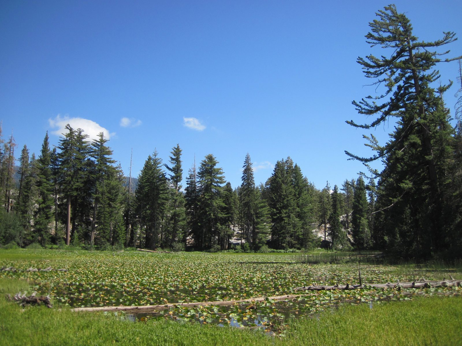 Pretty swamp in the middle of nowhere... maybe twenty miles down a dirt road deeper into the...