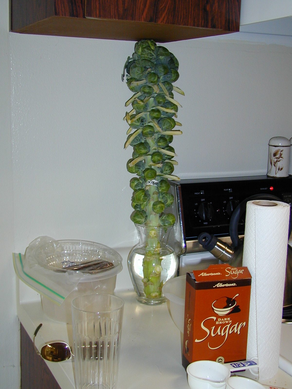 Brussels sprout tree.