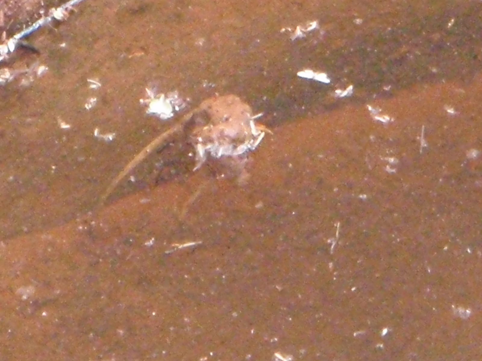 I think that was a mouse. I like canyons with flowing water a lot better.