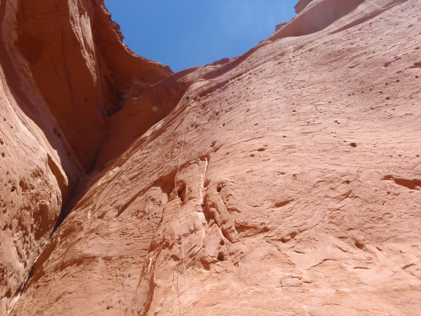 Turtle on rappel.