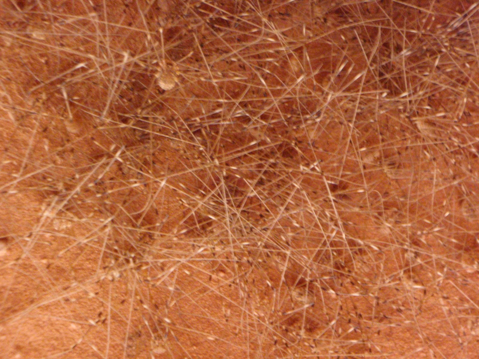 Close-up of Harvest Man spider ball.