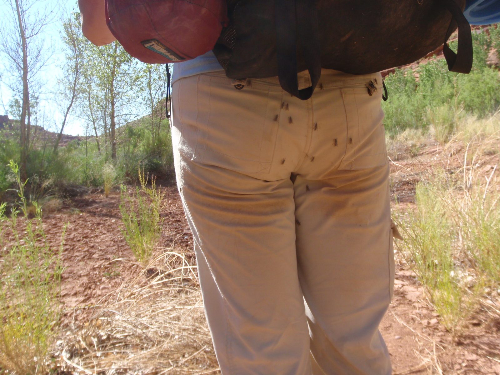 For some reason, these deer flies really liked Turtle.