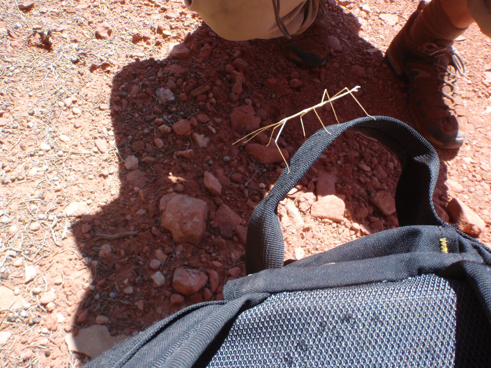Stick bug!
