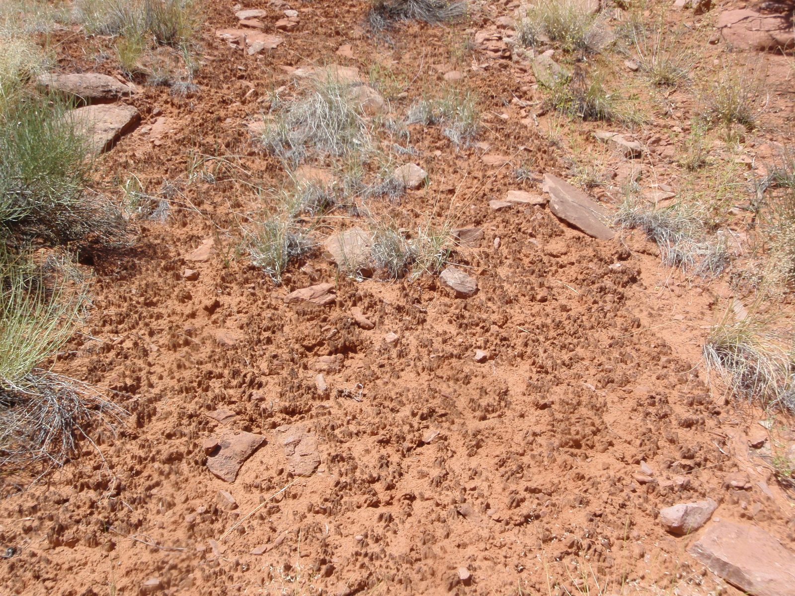 Whoa! Crypto! Otherwise known as cryptobiotic soil, "a highly specialized community of...