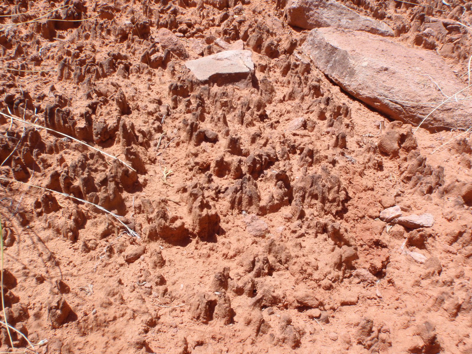 Close up of cryptobiotic soil.