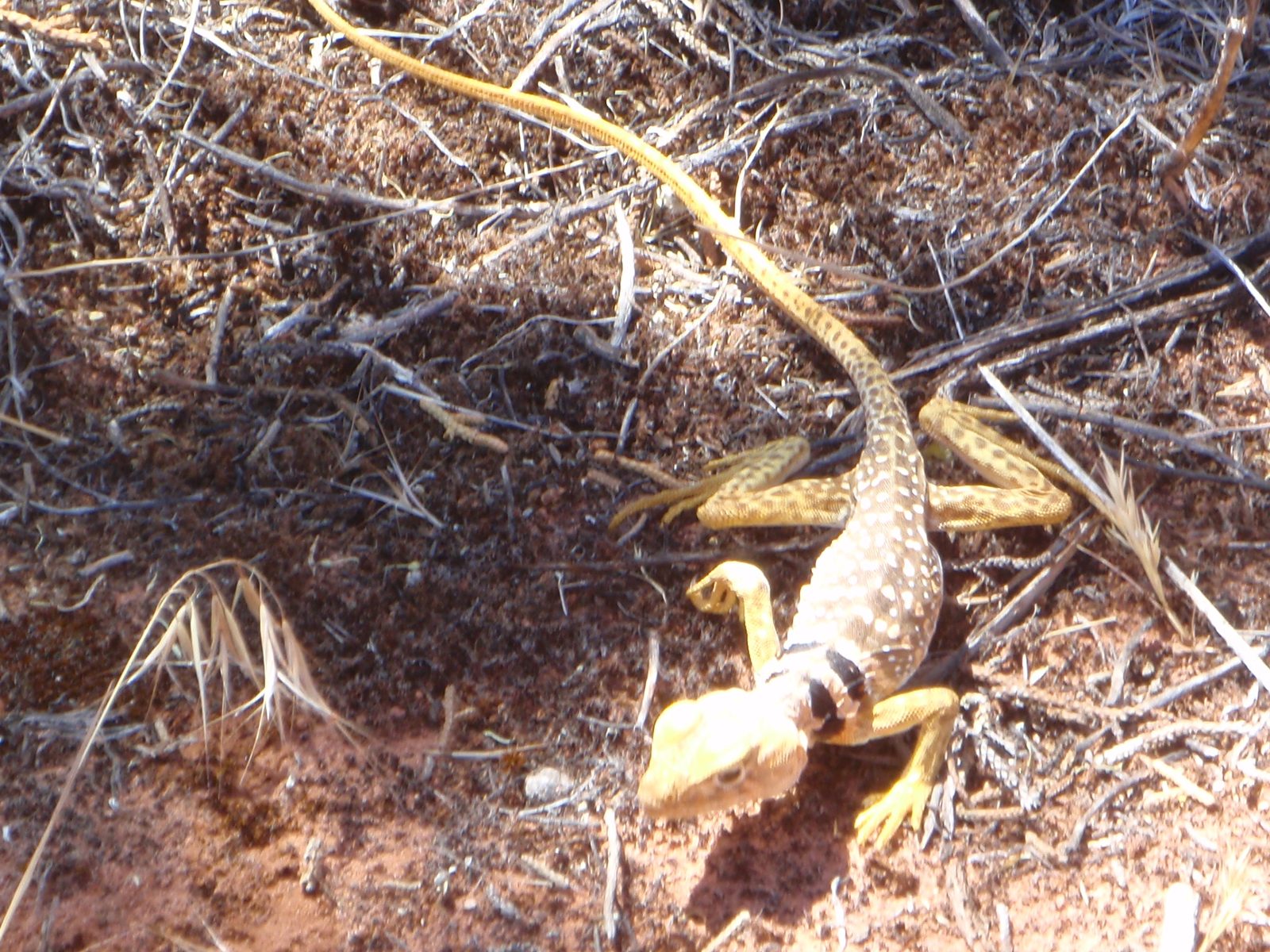 Very pretty markings on this lizard - reminded me of an angel fish. 