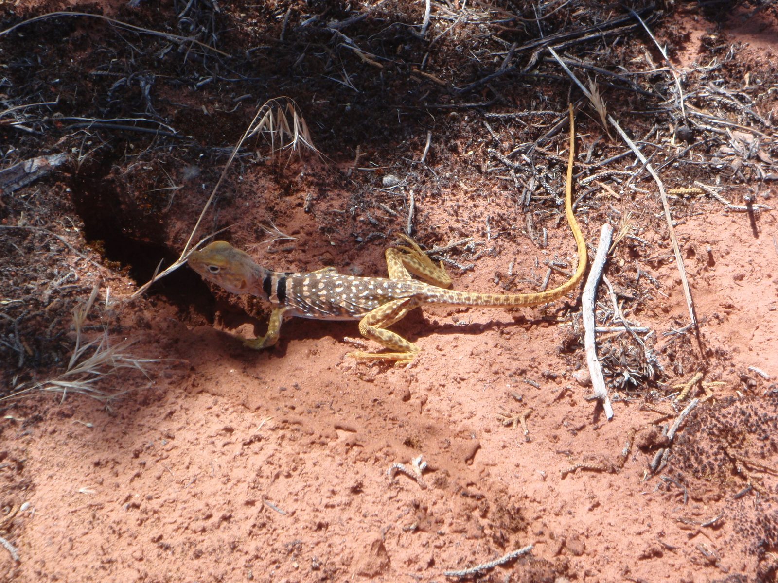 One more shot of the lizard. Maybe he was a Great Basin Collared Lizard. I'm not sure....
