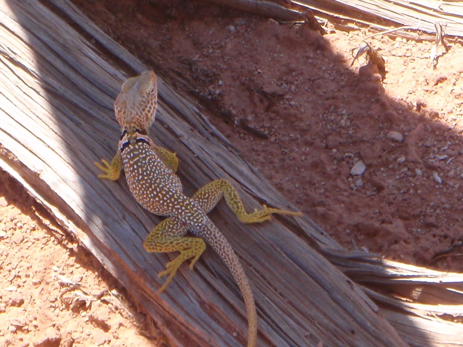 Same species for sure. Maybe a 1/4 mile down the trail from the last one.