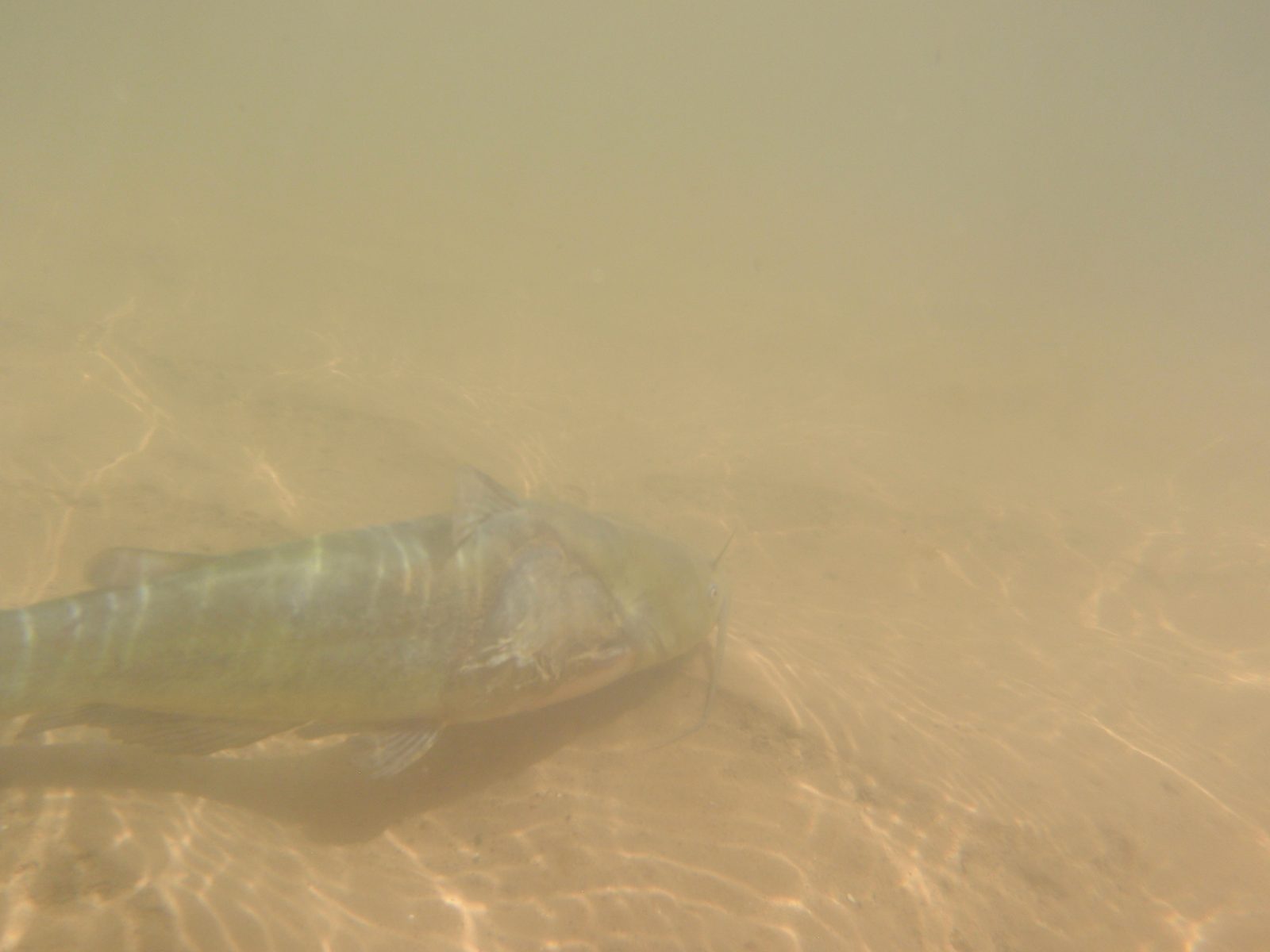 On our hike out through the Escalante, I spot a big catfish. I took a picture of him with my...