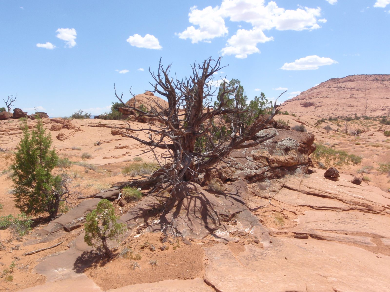 Cool looking burnt out tree.