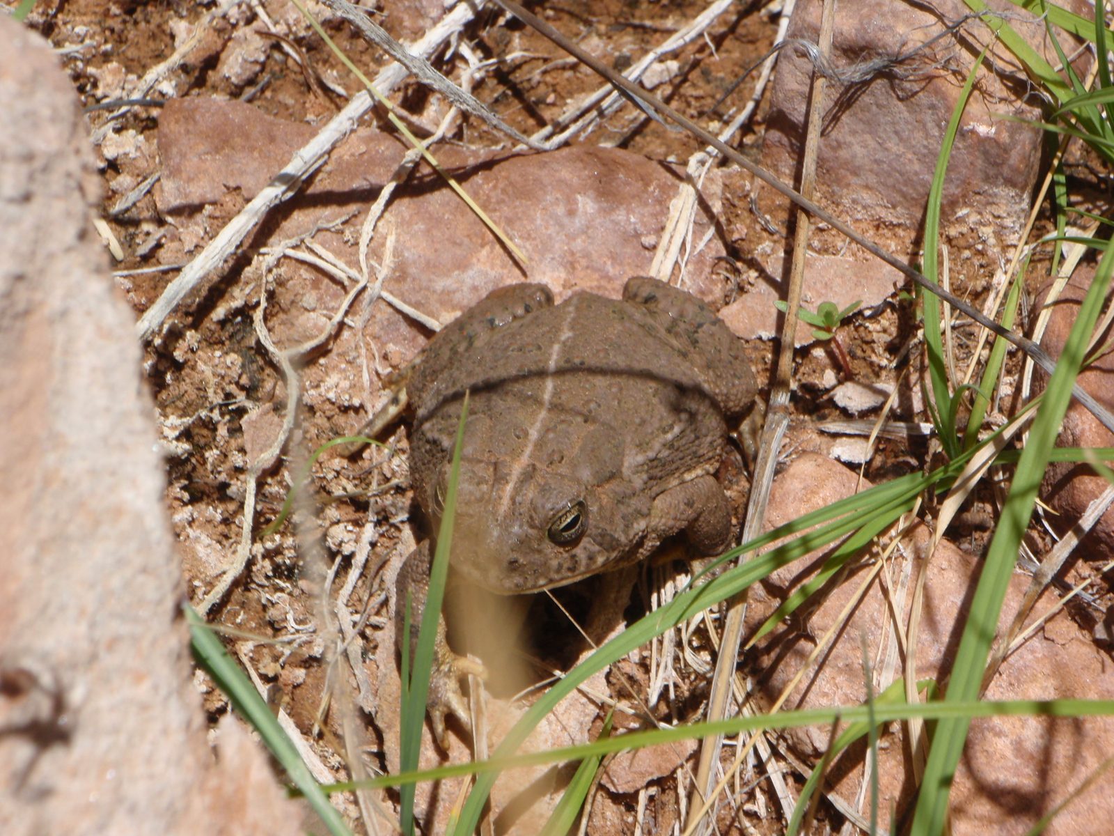 Despite the heat, there were some toads hiding in the reeds that would often jump out from right...