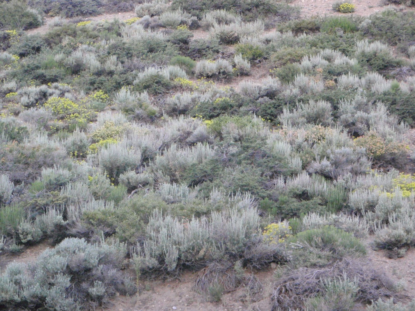 Sagebrush near our campsite.