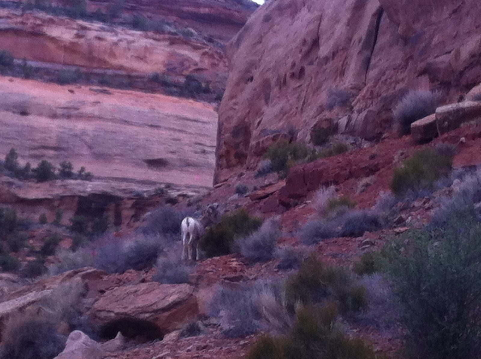 Closer shot of a big horn sheep.
