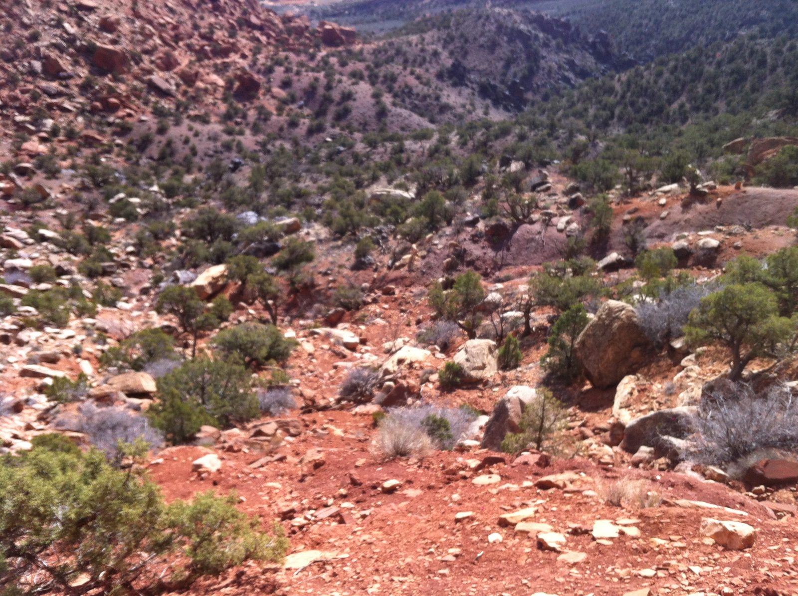 More big horn sheep, if you can spot them. Wondering if this is the same herd we spotted yesterday.