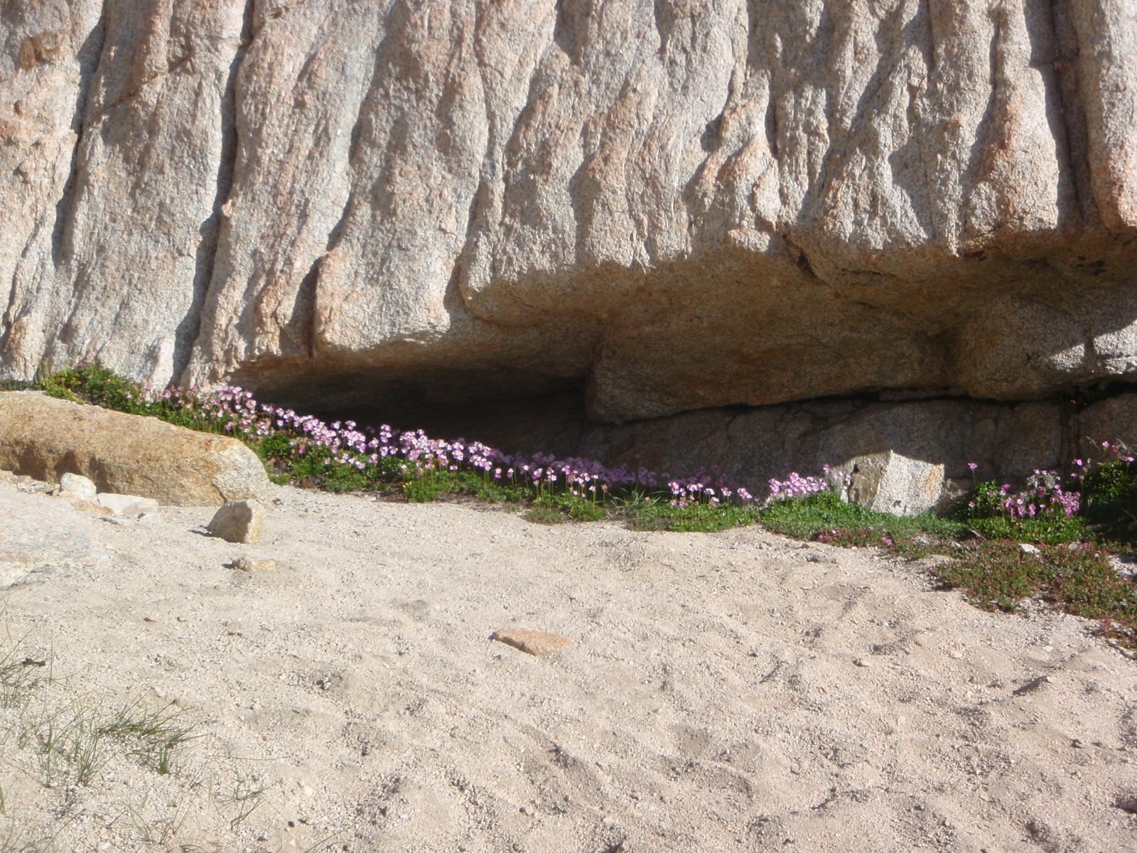 Some wildflowers growing in a sheltered spot under a rock next to the trail from Upper Boyscout...