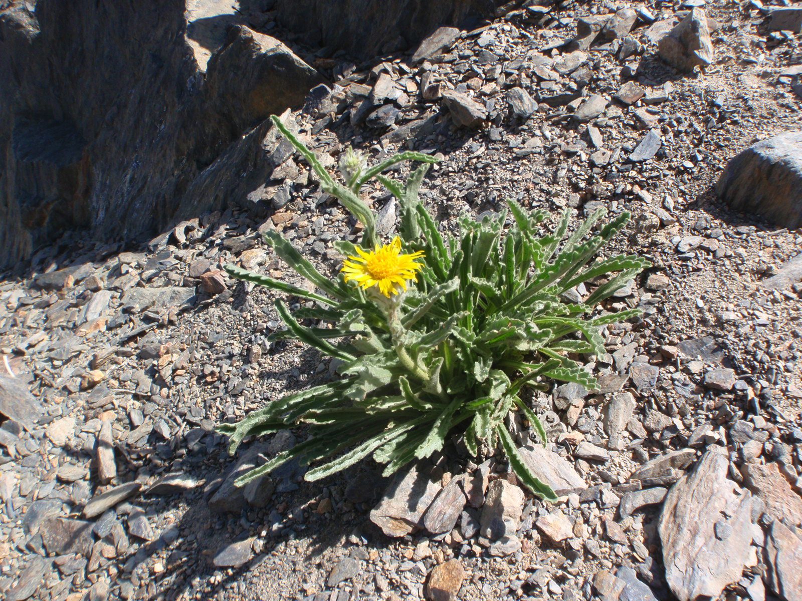 Dandelion!  No wonder these things are called a weed.  They apparently can grow everywhere. ...