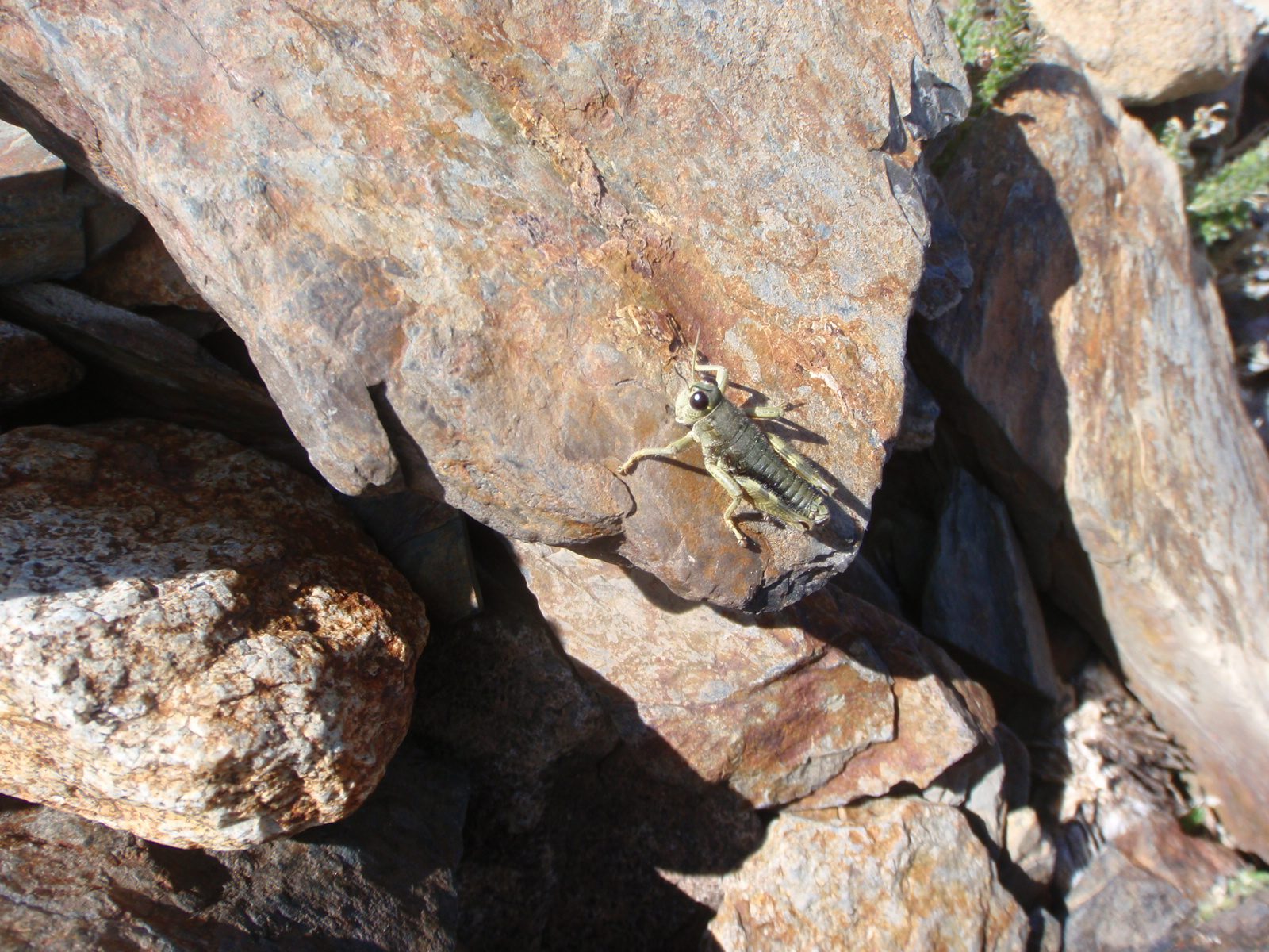 Dandelions weren't the weirdest thing up here.  Lots and lots of crickets!  Or grasshoppers.  I...