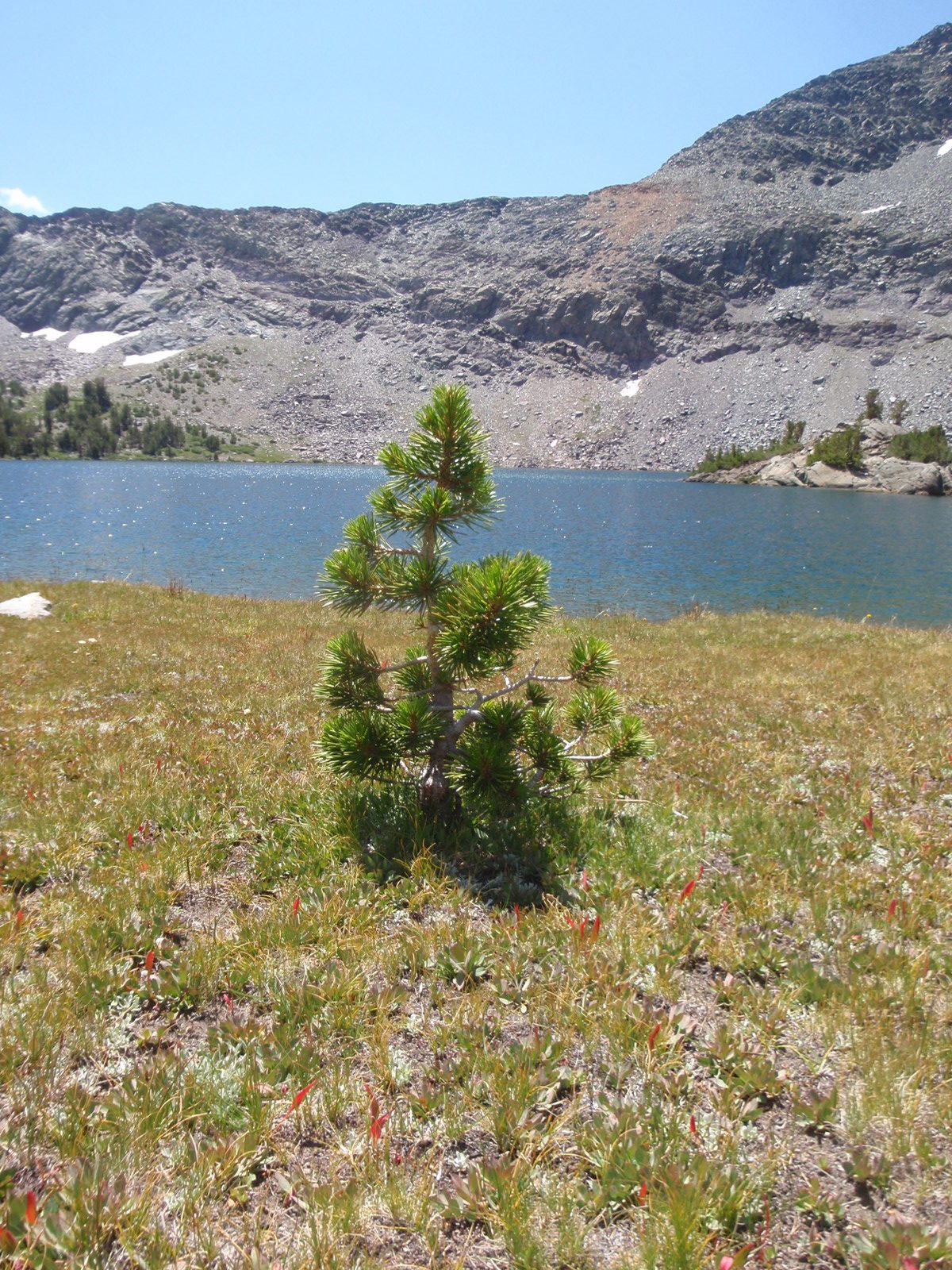 Charlie Brown Christmas Tree.  Awww...