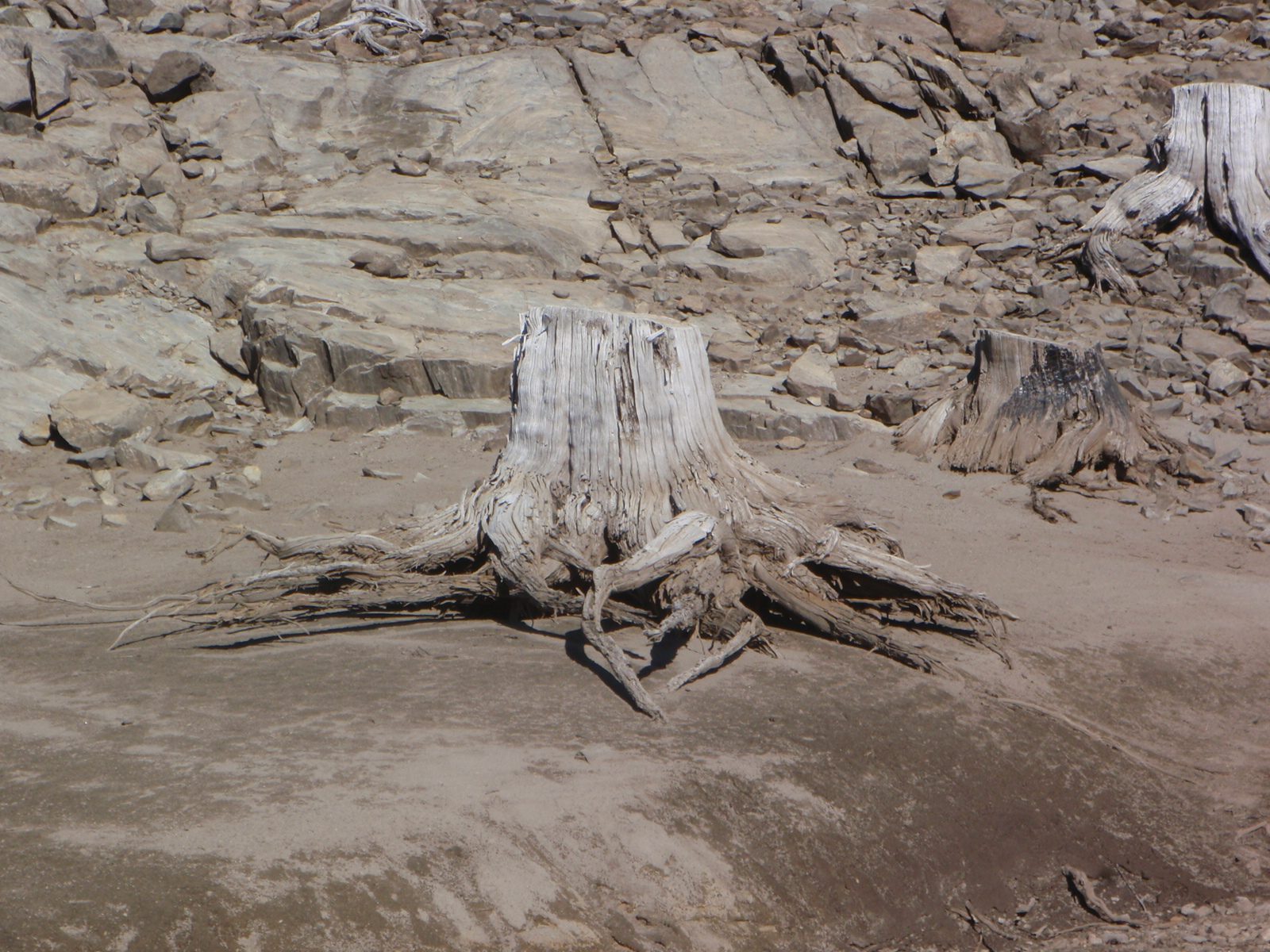 They sort of blend in in a lot of the photographs, but the most noticeable feature in the lake...