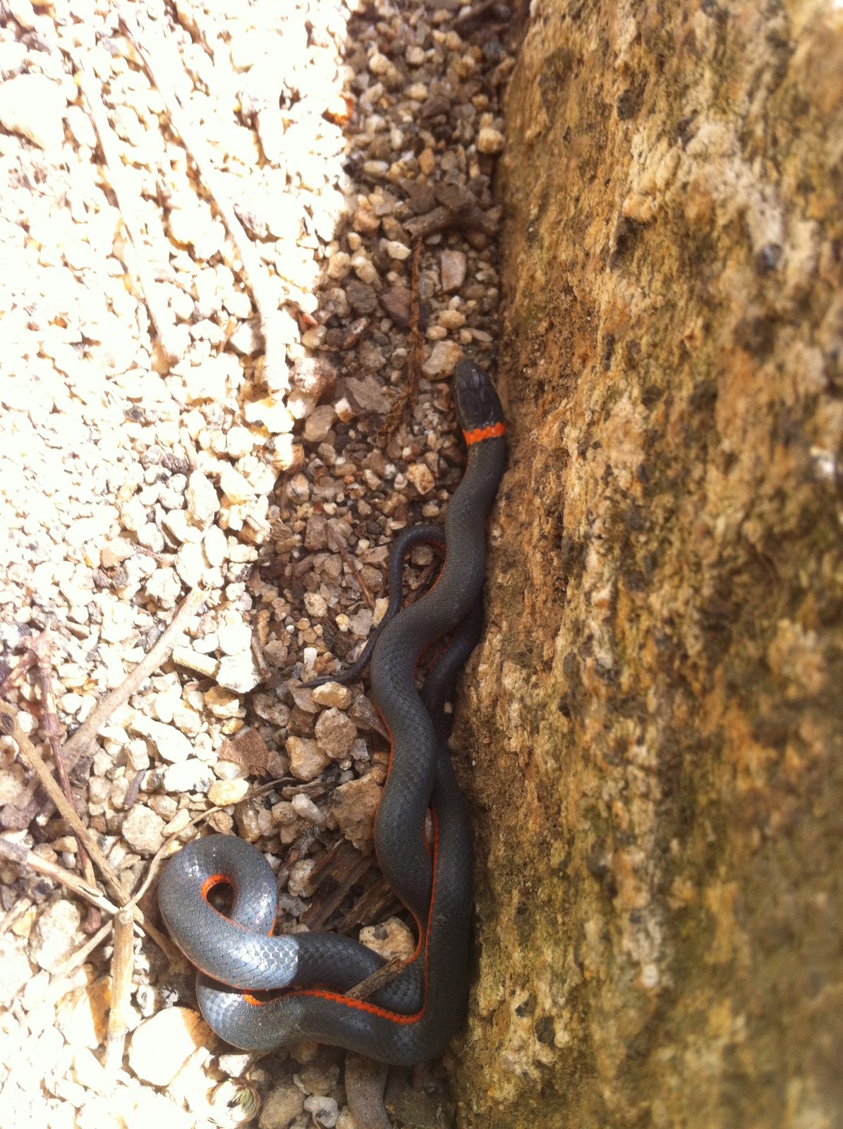 Ringneck snake at the base of the climbing routes.
