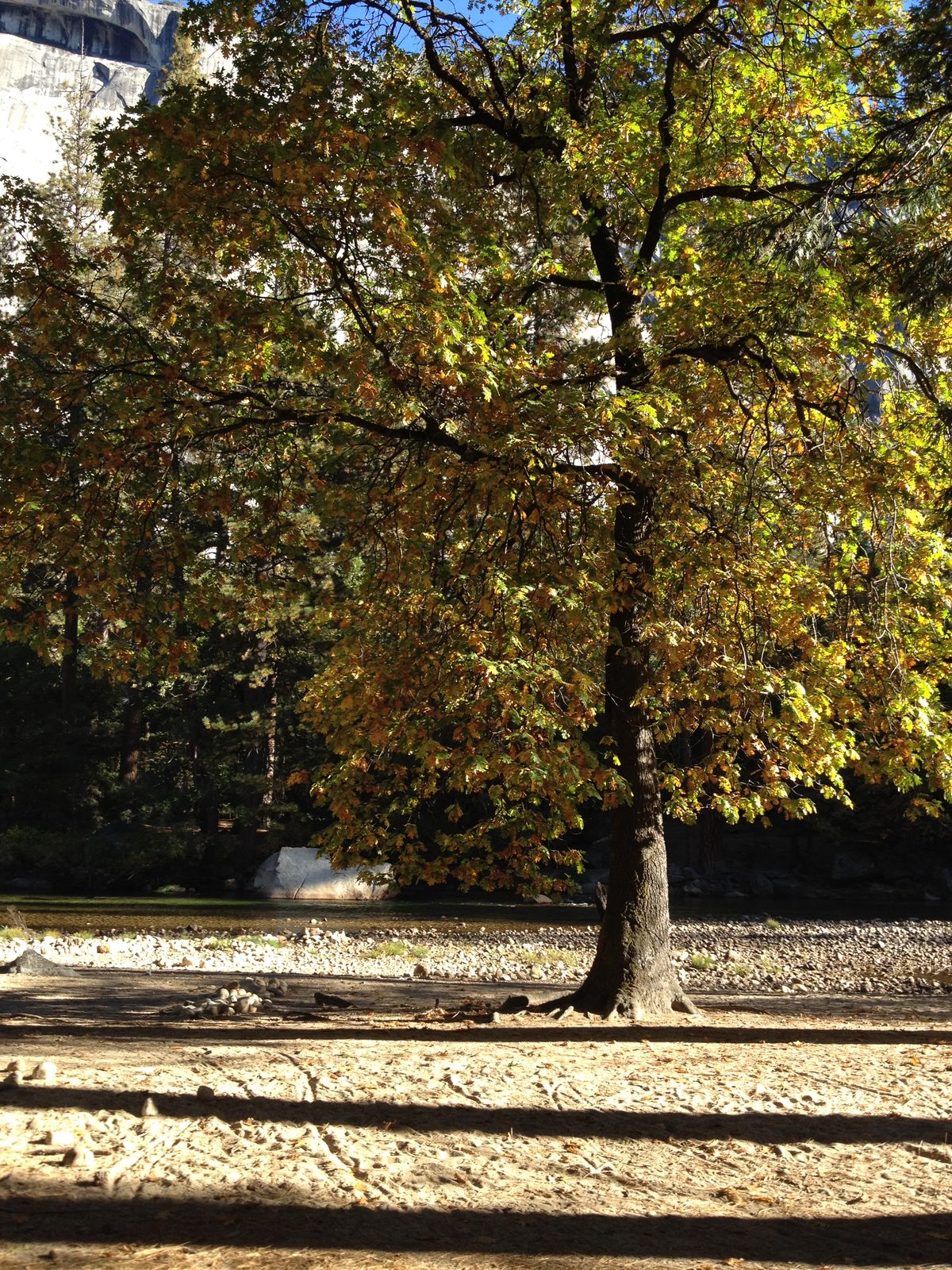 Fall colors come to Yosemite Valley.