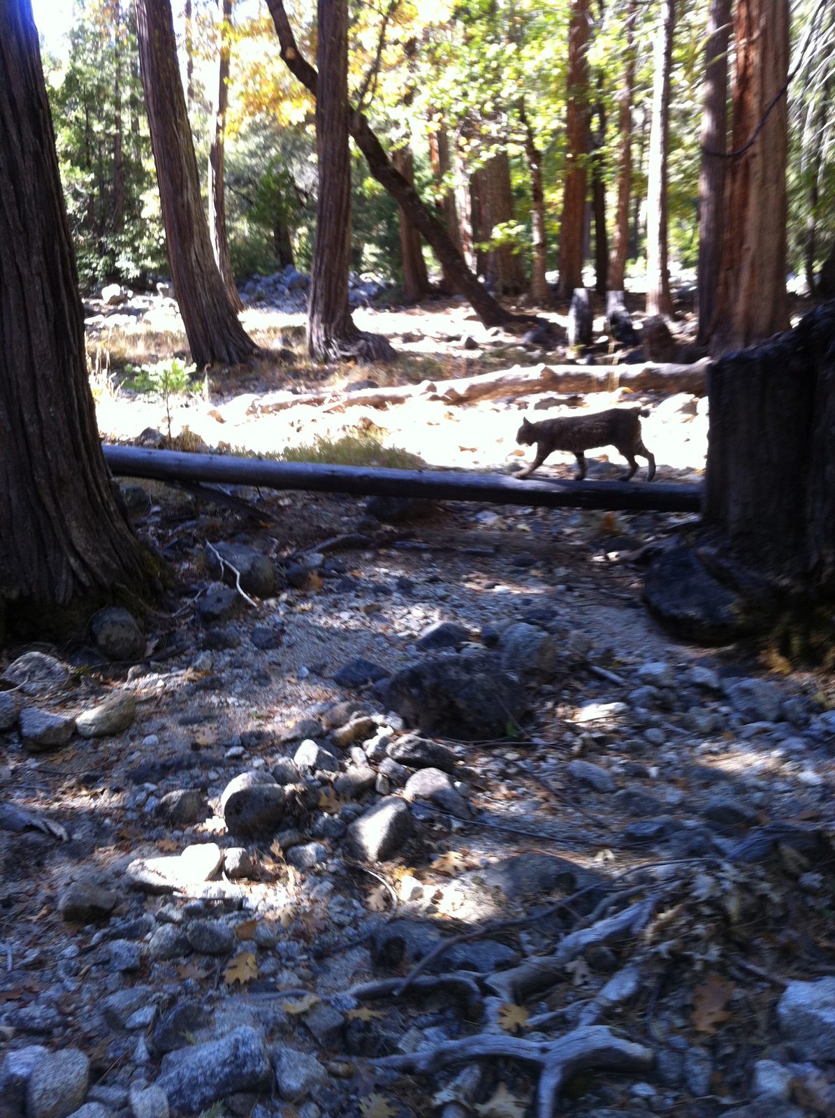 On the way to our climb at Five Open Books (near Lower Yosemite Falls) Monica spotted a bobcat....