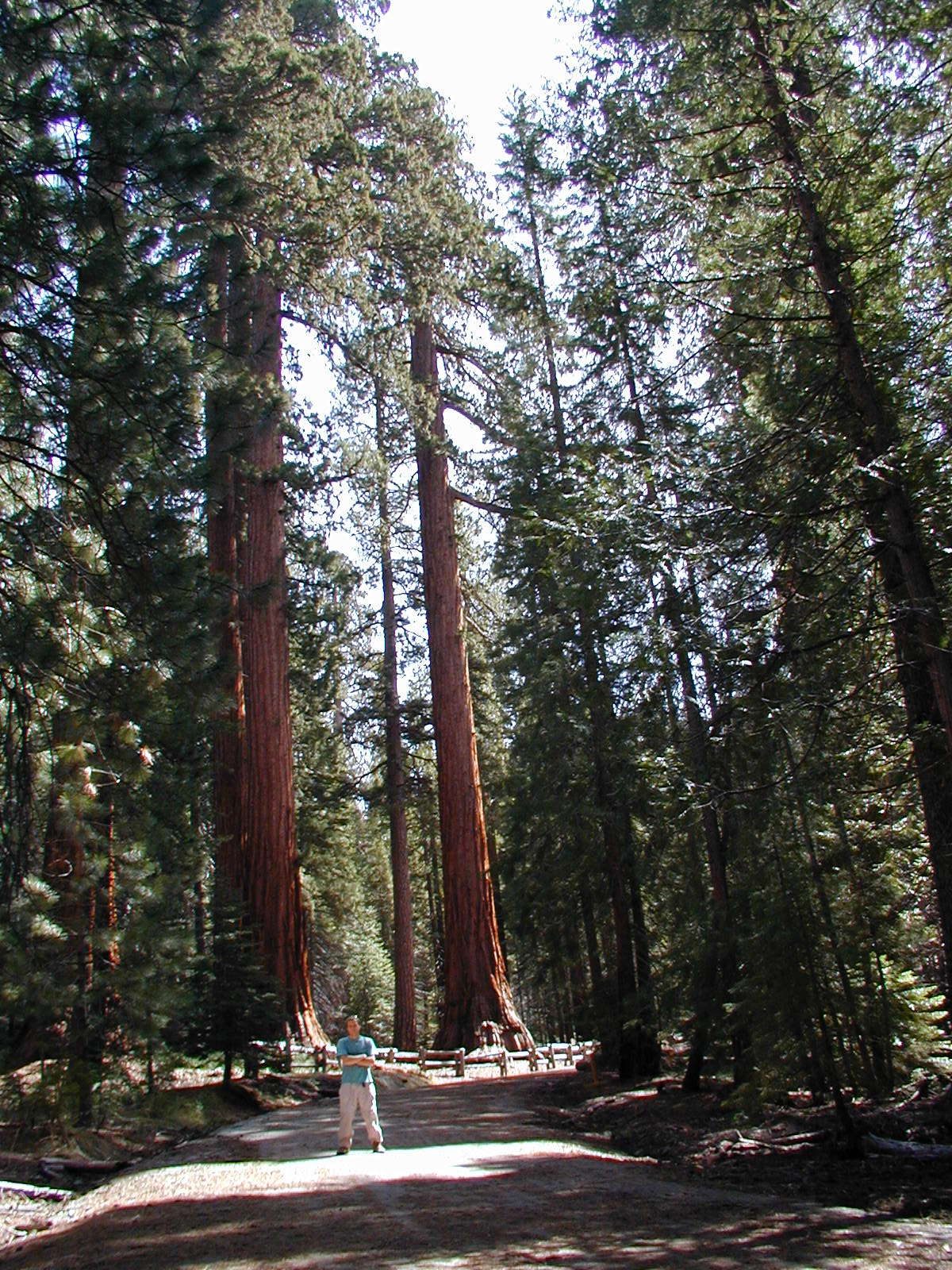 John and some big trees.