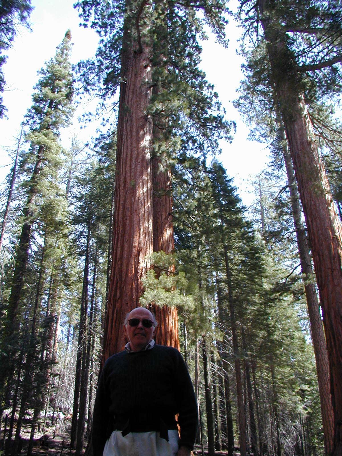Dad in front of some big trees at Wawona Grove of Giant Sequoias.